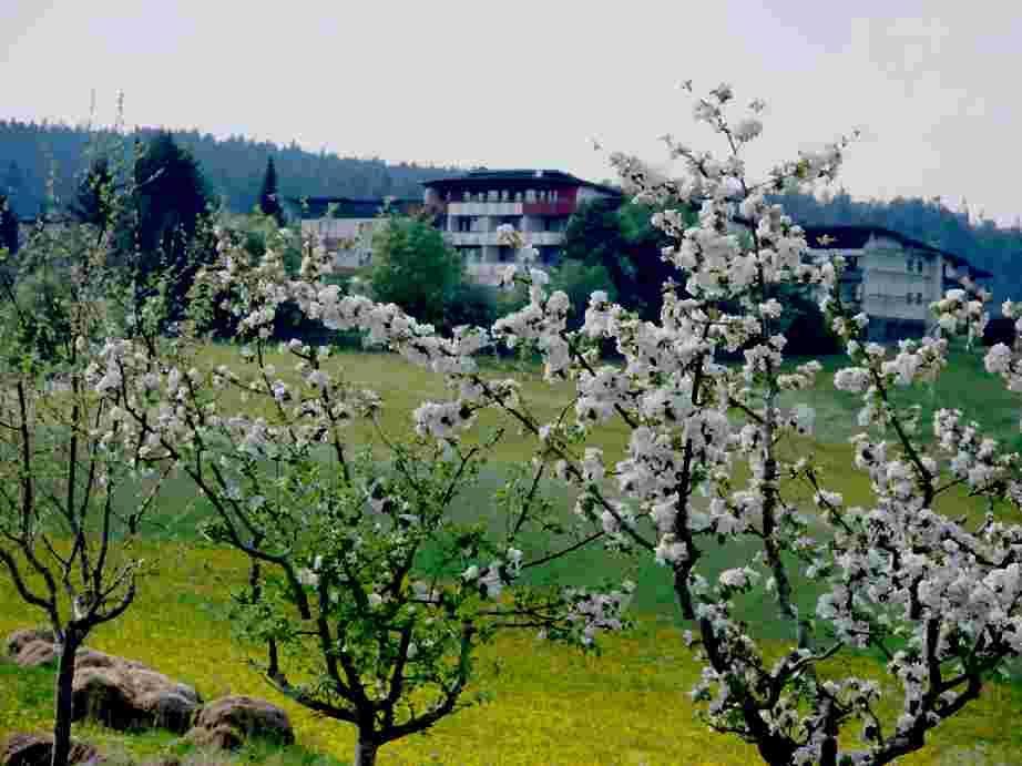Resorthotel Park-Hill Loßburg Dış mekan fotoğraf